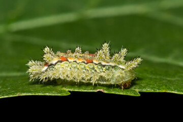 Spiny Oak Slug - Euclea delphinii