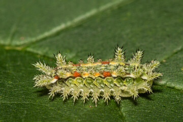 Spiny Oak Slug - Euclea delphinii