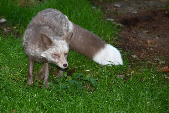 Pastellfuchs / Pastel fox / Vulpes