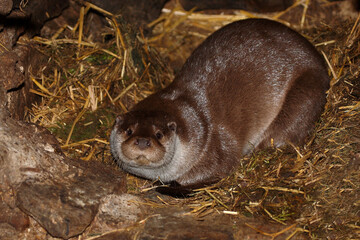 Eurasischer Fischotter / Eurasien otter / Lutra lutra