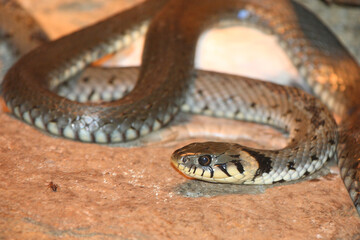 Ringelnatter / Grass snake / Natrix natrix