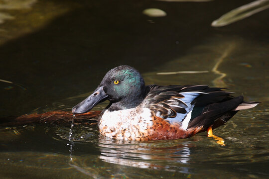 L&ouml;ffelente / Northern shoveler / Spatula clypeata