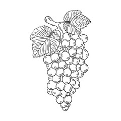 Hand drawn a bunch of grapes isolated on a white background. Doodle, simple outline illustration. It can be used for decoration of textile, paper.