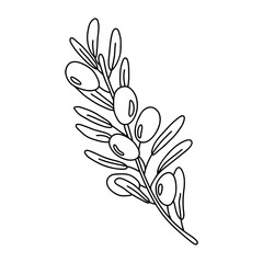 Hand drawn sprig of olive isolated on a white background. Doodle, simple outline illustration. It can be used for decoration of textile, paper.