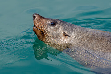 Cape fur seal