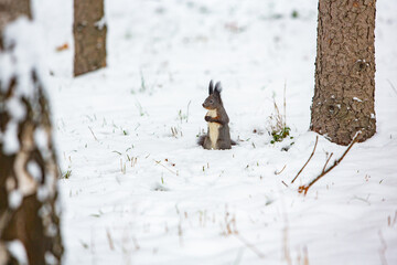 Wildlife photo with a beautiful squirrel sitting on the snow in winter