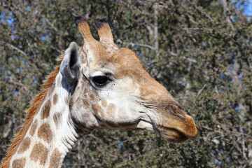 Giraffe / Giraffe / Giraffa camelopardalis