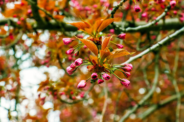 Sakura or Prunus serrulata in early spring. Young shoots and flowers.