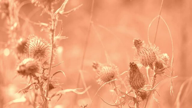 Dry Sedge. Floral Natural Background Peach Fuzz Colored. Burdock, Agrimony, Bur. Abstract Backdrop. Beige Pampas Grass. Selective focus. Trend Neutral Earth Tones 4K. Toned by Color of the Year 2024