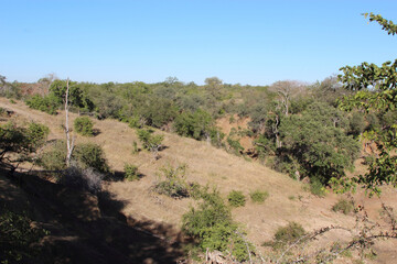 Afrikanischer Busch / African Bush /