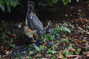 Sperber und Amsel / Eurasian sparrowhawk and Blackbird / Accipiter nisus et Turdus merula..