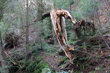 Landschaft Schwarzwald - Ravennaschlucht / Landscape Black Forest - Ravenna Gorge /