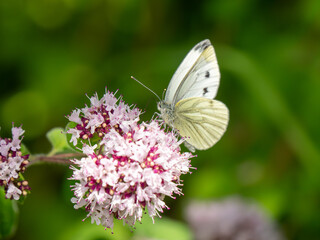 Green-veined White Feeding on a Marjoram Flower