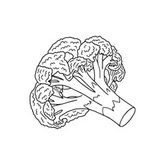 Broccoli simple thin line icon vector illustration