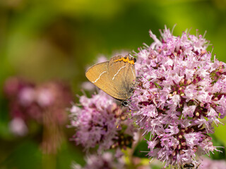 White-letter Hairstreak Feeding on Wild Marjoram