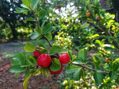 Sianci, Aserola or Barbados cherry (Malpighia emarginata) is a type of fruit-bearing tropical shrub that is part of the Malpighiaceae family.
