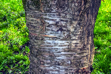 Sakura or Prunus serrulata bark close-up. The texture of the trunk of Sakura. Background from...