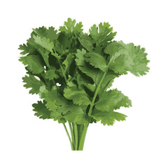 celery illustration