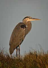 great blue heron