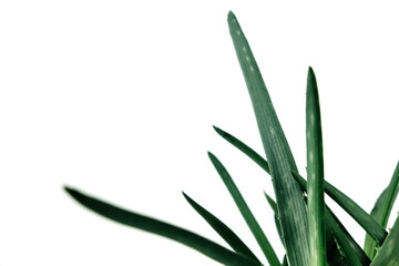 Plant branches on a white background. Green leaves.
