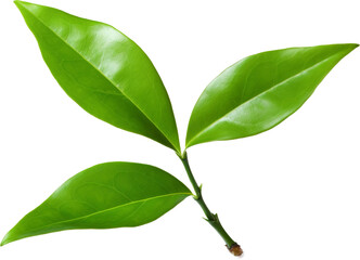 Green tea leaves isolated on transparent background