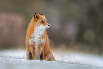 冬のキタキツネ