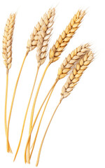 Wheat ears isolated on transparent background