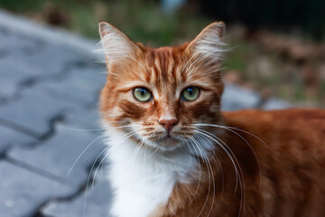 cute orange cat with green eyes furry feline close-up, city and friends.