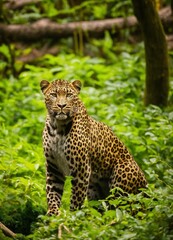 Gorille leopard