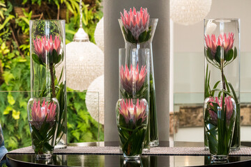 king protea flowers displayed in a group or collection of cylindrical modern glass vases on a table...