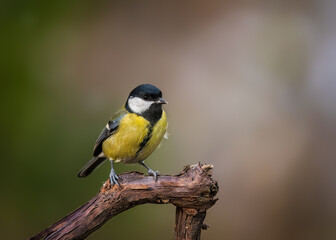 Fototapeta premium Great tit on a branch