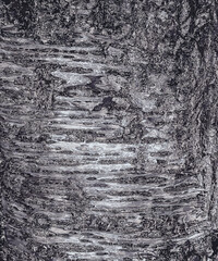 Illustration of Sakura or Prunus serrulata bark close-up. The texture of the trunk of Sakura. Background from living wood. Forest nature skin.
