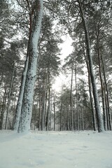 Beautiful snowy forest on winter day, low angle view