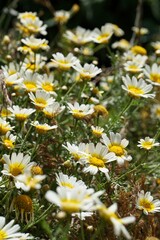 Close up of mediterranean flowers in Menorca
