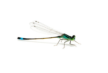 Dragonfly isolated on white