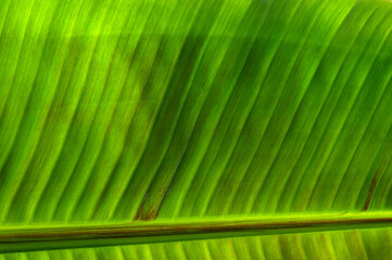 Сlose up green leaf texture