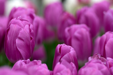 Obraz premium Tulips flower blooming in the colorful background