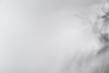 Obraz premium Shadow of plant falling on light wall, space for text