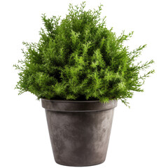 Thuja bush in a pot, isolated on transparent background
