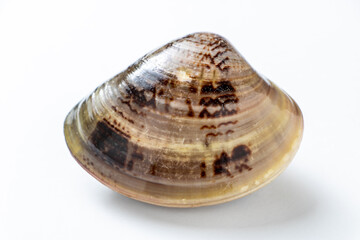 ハマグリ。(白バック)
