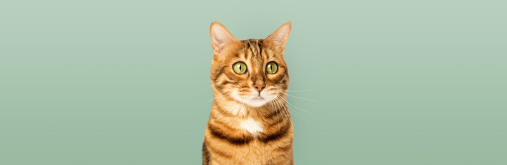 Portrait of a Bengal cat on a green background.