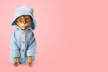 Funny cat in clothes against a pink wall.