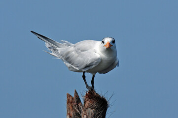 Royal tern // Königsseeschwalbe (Thalasseus maximus) - Mosquito Coast, Honduras