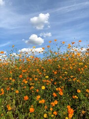 Cosmos Landscape Fluttering in the Wind