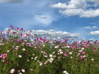 Cosmos Landscape Fluttering in the Wind