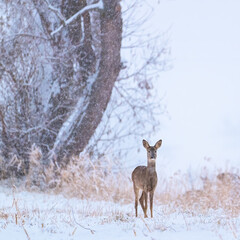 Roe deer female standing in snowy weather