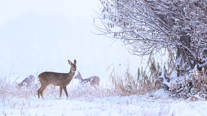 Roe deer family in winter. Group of deer in snow covered country. Wild animals with snowy trees on...