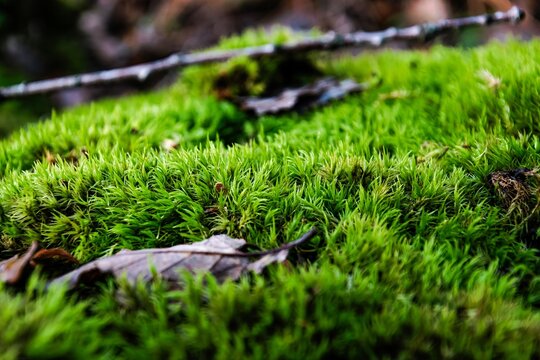 green moss on the stub in macro