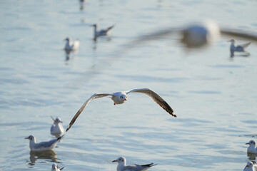 Seagulls are flying and looking for food.