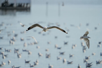 Many seagulls were floating and resting on the surface of the water, some were flying and looking for food.